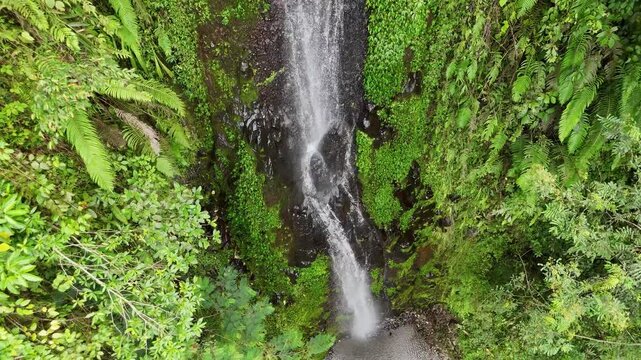 Aerial view of Tlogo Muncar waterfall in Yogyakarta with wild macaque monkey on a tree.