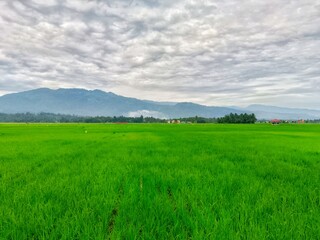 Fototapeta premium Vibrant Green Rice Field with Distant Mountains Under Cloudy Sky