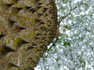 Looking Up at Thorny Tree Bark Texture and Green Leaf Bokeh