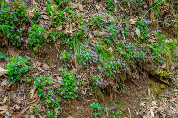 Longspur Violet Wildflowers in Cloudland Canyon State Park, near Rising Fawn, Georgia.