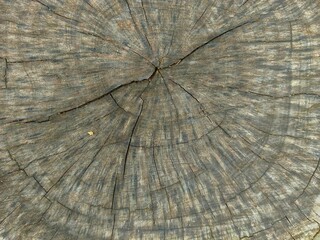 Tree Stump Showing Growth Rings and Cracks