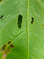 Leaf with Holes Damaged by Insects, Close-up of Green Nature