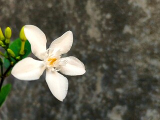 White Flower Blooming with Buds Against a Textured Backdrop