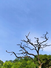 Bare Tree Standing Tall Against a Clear Blue Sky