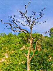 Standing Bare Tree Against Sky and Lush Greenery