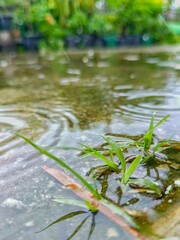 Grass Growing in Puddle During Rainfall Creating Ripples