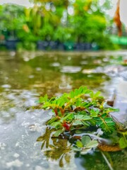 Small Green Plant Growing in Water on Pavement After Rain