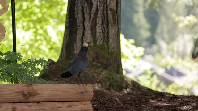 Stellars Jay bird with a nut, outdoor wildlife, Canadian nature. 4K 24FPS