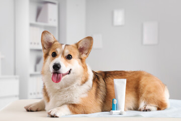 Cute Corgi dog with toothbrushes and toothpaste lying on table in vet clinic