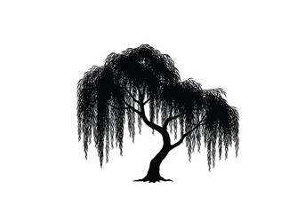 Weeping willow silhouette. This image presents a black silhouette of a weeping willow tree, showcasing its flowing branches and delicate foliage. Vector clipart illustration design.