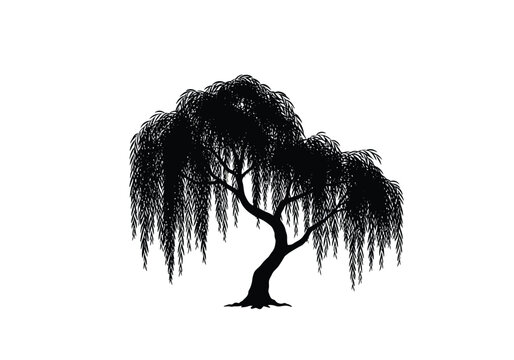 Weeping willow silhouette. This image presents a black silhouette of a weeping willow tree, showcasing its flowing branches and delicate foliage. Vector clipart illustration design.