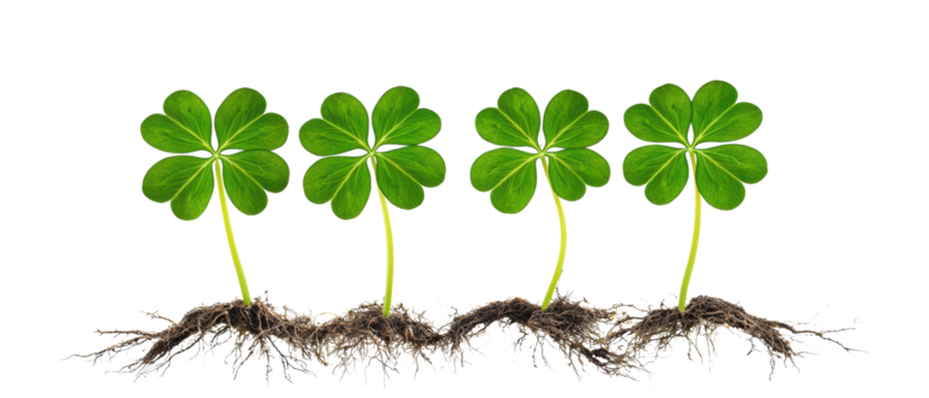 Four green clovers with roots on a white background.