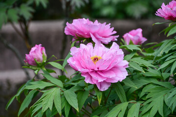 ボタン「千鳥の舞」Peony