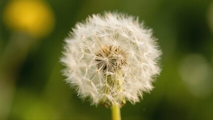 Obraz premium a dandelion seed head