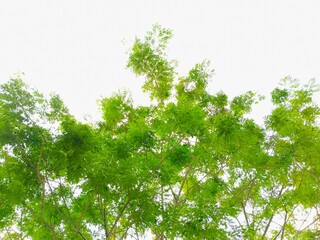 Looking Up at Green Tree Canopy on Bright Day