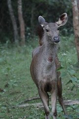 Spotted Deer in Kabini National Park, India 