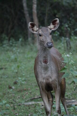 Spotted Deer in Kabini National Park, India 