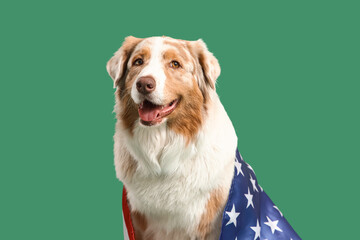 Cute dog with USA flag on green background. Independence Day celebration