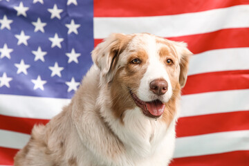 Cute dog against USA flag, closeup. Independence Day celebration