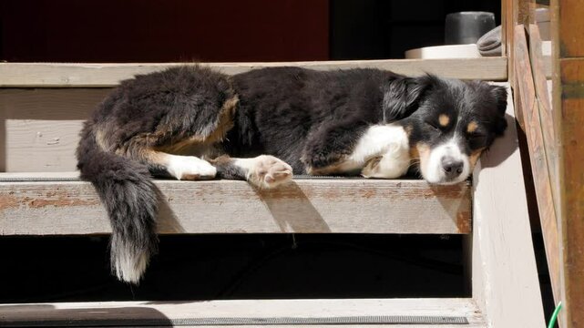 Cute Aussie Shepherd dog sleeping on steps, relaxing, laying in the sun, happy dog, cute puppy. 4K 24FPS