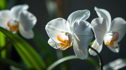 Fototapeta premium Ultra-HD macro photograph, ghost orchid, translucent petals, tropical greenery, soft light, iridescent colors, shimmering reflections, modern flat design, two-dimensional shapes, graceful and elegant