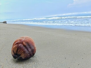 Coconut Lying on Sandy Beach with Ocean Waves in Background