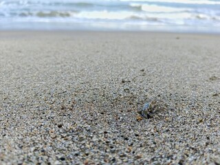 Crab Emerging From Hole on Sandy Beach by the Ocean