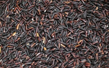 Intricate details of the Purple Thai Jasmine rice with its oblong shape and texture.