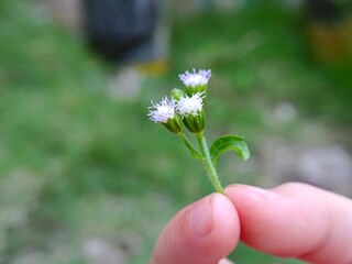 Holding Small White Flowers in Hand, Close-up Nature Shot