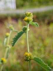 Blooming Yellow Flowers on Plant Stem in Meadow