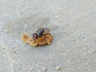 Fly Eating Food on Concrete Surface Close-up