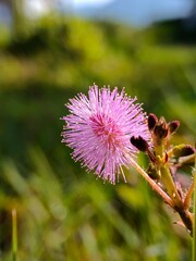 Pink Powderpuff Flower Blooming in Summer Meadow Close-up