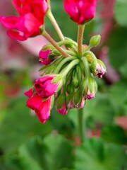 Blooming Pink Geranium Buds and Flowers in Natural Garden Setting