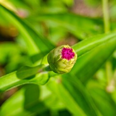 Close-up of Unopened Flower Bud with Purple Petals Emerging