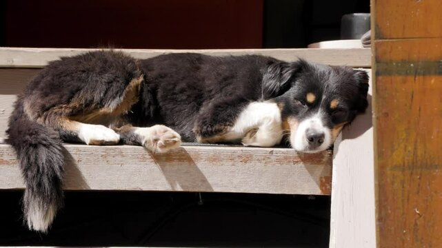 Cute Aussie Shepherd dog sleeping on steps, relaxing, laying in the sun, happy dog, cute puppy. 4K 24FPS