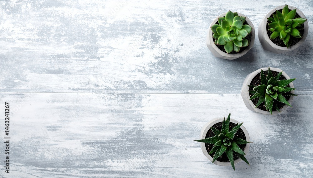 Poster succulent plants in modern pots are arranged on a textured gray surface, creating a minimalist and c