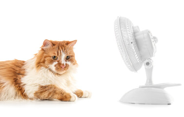 Funny cat and electric fan on white background