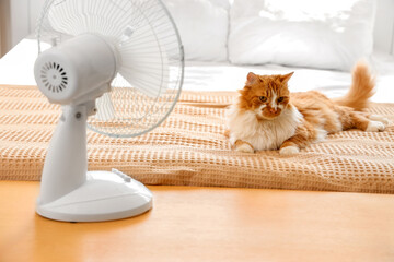 Funny cat and electric fan in bedroom