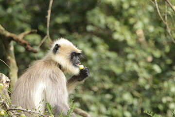 grey langur in Kabini National Park, Sri Lanka 
