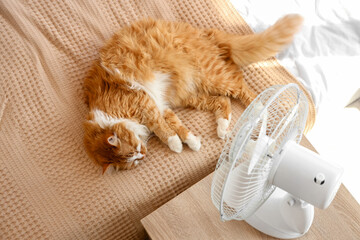 Funny cat and electric fan in bedroom, top view © Pixel-Shot