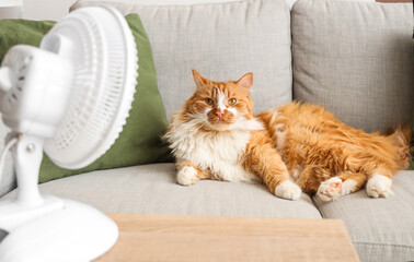 Funny cat lying on sofa in air flow from electric fan