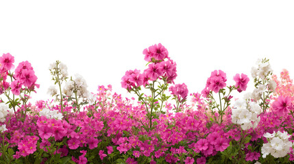 Obraz premium Pink And White Flowers Blooming In A Garden On Transparent Background