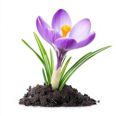 Obraz premium Purple Crocus Flower Emerging from Dark Soil on White Background