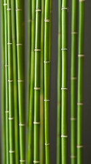 Fototapeta premium Lush green bamboo forest, fresh, vibrant, and serene natural display