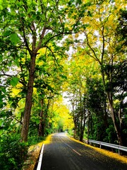 Rural road with beautiful trees , country side  Chiangmai Thailand.