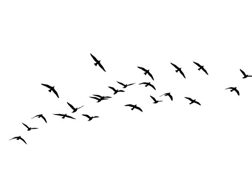 Flock of birds flying silhouette isolated on transparent background