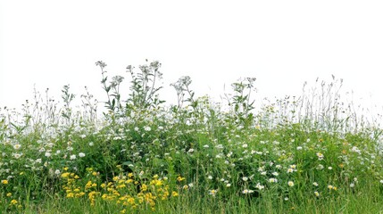 Vibrant Meadow with Wildflowers and Greenery Under Bright Clear Sky