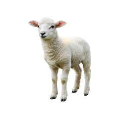 Fototapeta premium A lamb standing perspective view isolated background