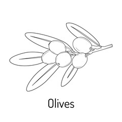 Black and white outline drawing of olive branch with leaves and fruits. Ideal for coloring books, labels, logos, or Mediterranean-themed designs.