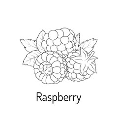 Black and white raspberry illustration for coloring books or educational materials. Botanical line art perfect for kids, food design, or print projects.
